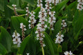 Pickerel Rush Live Pond Plant for Water Garden (White Pickerel Rush, 1)