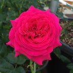 Heirloom Roses Shrub Rose Bush - Princess Elise™ Live Pink Plant for Outdoor Planting
