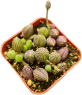 Live Trailing Plants String Plants (2”Pot String of Watermelons)
