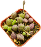 Live Trailing Plants String Plants (2”Pot String of Watermelons)
