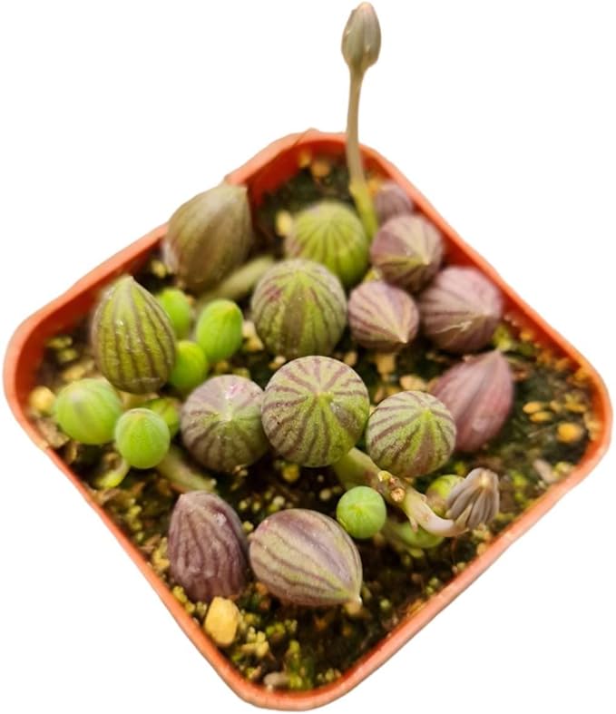Live Trailing Plants String Plants (2”Pot String of Watermelons)