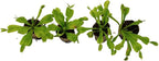 ragnaroc Dionaea Muscipula 2-4" (Venus Fly Trap) 1ct – Live Plant for Indoor Outdoor Use, Carnivorous Plant – Live Arrival Guaranteed