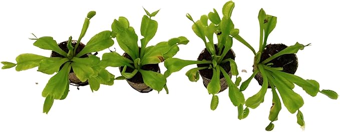 ragnaroc Dionaea Muscipula 2-4" (Venus Fly Trap) 1ct – Live Plant for Indoor Outdoor Use, Carnivorous Plant – Live Arrival Guaranteed
