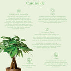American Plant Exchange Money Tree – 10-Inch Pot, Live Bonsai Houseplant, Easy Care Indoor Plant for Home, Office, or Garden Decor