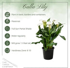 Live Flowering Calla Lily (2 Plants Per Pack) - White, 3+ Blooms - Beautiful Spring Perennial - 12" Tall by 5" Wide in 1 Qt Pot