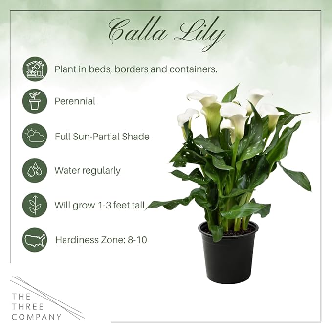 Live Flowering Calla Lily (2 Plants Per Pack) - White, 3+ Blooms - Beautiful Spring Perennial - 12" Tall by 5" Wide in 1 Qt Pot