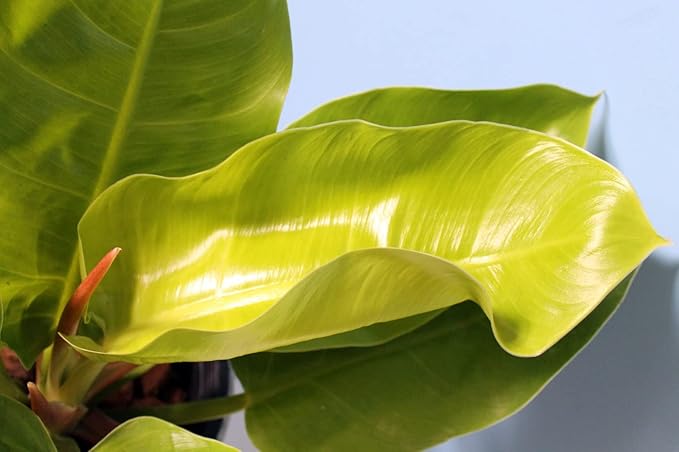 Philodendron Moonlight - Live Plant in a 4 Inch Growers Pot - Philodendron 'Moonlight' - Extremely Rare Indoor Air Purifying Houseplant
