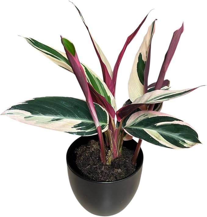 Live Plant Stromanthe Triostar, Pet-Friendly, Tricolor Prayer Plant, 12-16" Tall, Indoor Plant, Easy to Care, Rare Plant, 4.7 inch Decorative Pot (Black)