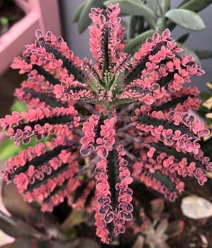 Variegated Pink Mother of Millions Plant Seeds, 100 Count by Exotic-Succulent-Collection