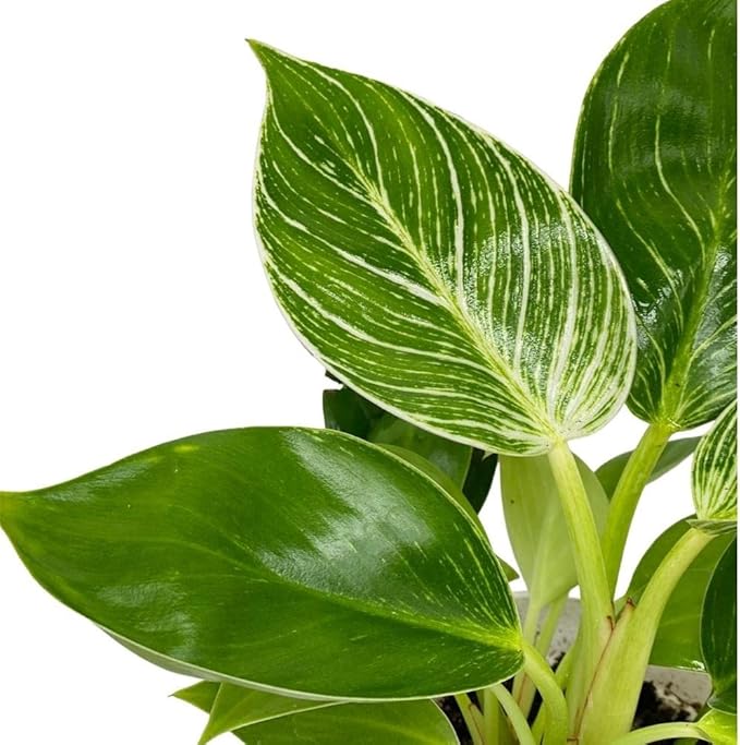 Philodendron Live Plant, Air Purifying, Easy Care, Easy to Grow, Rare Variety, Live Indoor Plant, 4 inch Pot (Philodendron Birkin)
