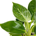 Philodendron Live Plant, Air Purifying, Easy Care, Easy to Grow, Rare Variety, Live Indoor Plant, 4 inch Pot (Philodendron Birkin)