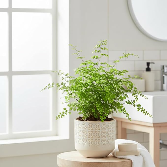 Maidenhair Fern (4 inch) - Air-Purifying Houseplants - 4/6 inch Unique Live Decorative Houseplants - Low-Maintenance Indoor Plants, House Warming Gift, Natural Air Purifier