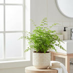 Maidenhair Fern (6 inch) - Air-Purifying Houseplants - 4/6 inch Unique Live Decorative Houseplants - Low-Maintenance Indoor Plants, House Warming Gift, Natural Air Purifier