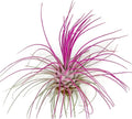 Thin Colored Air Plant, Live Tillandsia House Plant, Easy Care Indoor Outdoor, Great Gift, Healthy Arrival Guaranteed, (Hot Pink)