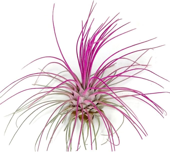 Thin Colored Air Plant, Live Tillandsia House Plant, Easy Care Indoor Outdoor, Great Gift, Healthy Arrival Guaranteed, (Hot Pink)