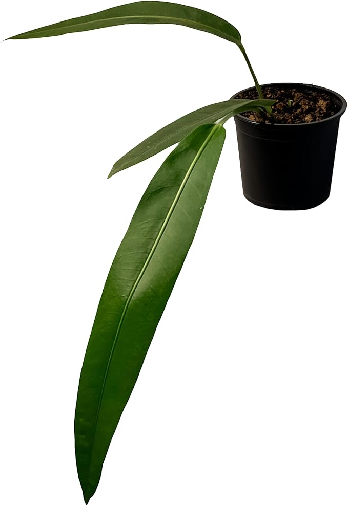 LEAL PLANTS ECUADOR Anthurium SP Morona| Exotic Indoor Plant | Live Tropical Houseplant for Home Décor| Beautiful Green Live Plant | Easy-Care Indoor Houseplant,Unique Gift for Plant Lover