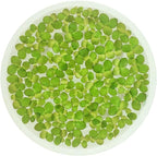Giant Duckweed, Spirodela polyrhiza, Live Aquarium/Aquatic/Freshwater/Floating/Pond Plant, Planted Tank, Aquascaping by Aquarium Plant Center (30 Plants)