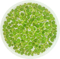 Giant Duckweed, Spirodela polyrhiza, Live Aquarium/Aquatic/Freshwater/Floating/Pond Plant, Planted Tank, Aquascaping by Aquarium Plant Center (120 Plants)