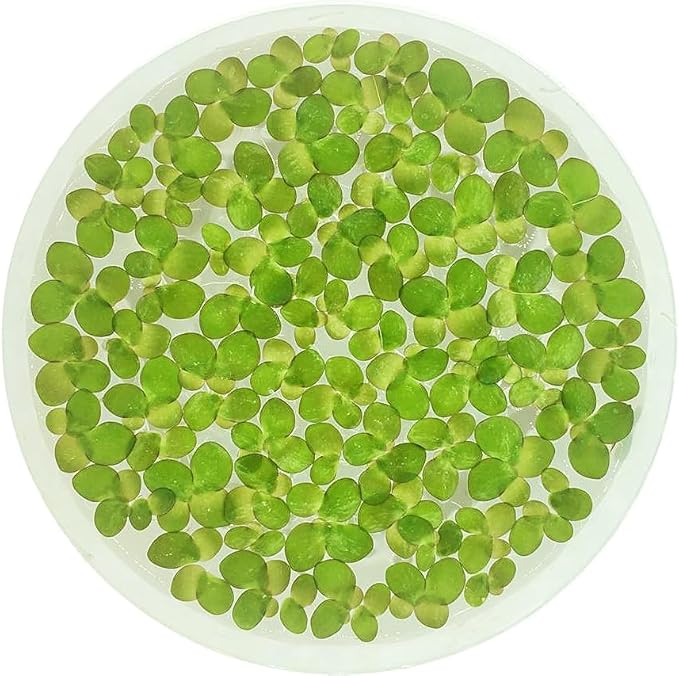 Giant Duckweed, Spirodela polyrhiza, Live Aquarium/Aquatic/Freshwater/Floating/Pond Plant, Planted Tank, Aquascaping by Aquarium Plant Center (120 Plants)