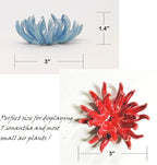 6 Pack air plant Holders (6Pcs Air Plant Containers w/6 Colors Assorted) A Ceramic Coral Set to CreateGifts or Decorate Tabletop - air plants Not Included