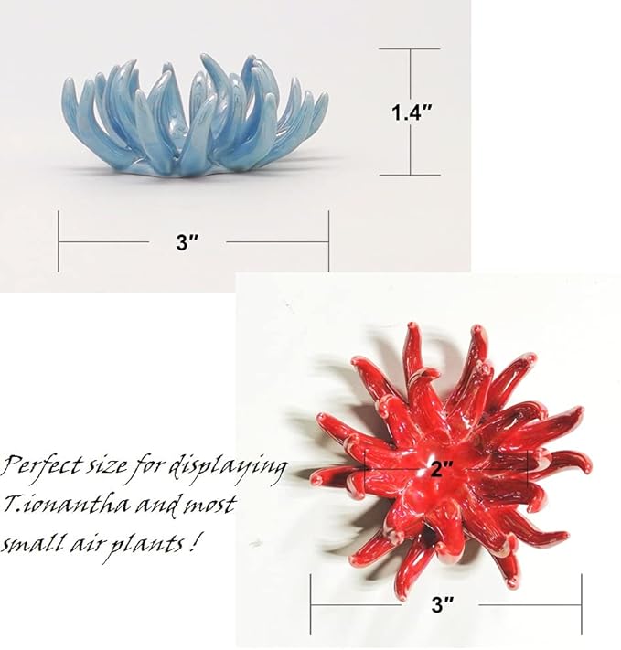 6 Pack air plant Holders (6Pcs Air Plant Containers w/6 Colors Assorted) A Ceramic Coral Set to CreateGifts or Decorate Tabletop - air plants Not Included