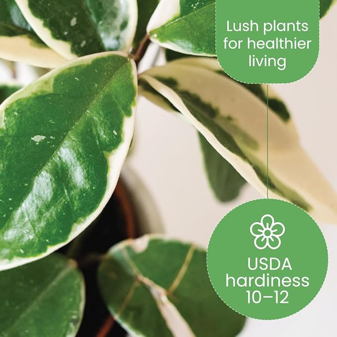 American Plant Exchange Hoya Carnosa 'Krimson Queen' Plant – 6-Inch Pot – Live Tricolor Wax Vine Succulent, Easy Care Houseplant for Home, Office, or Patio Decor
