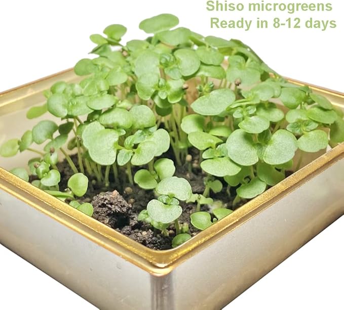 HipGirl Authentic Asian Gourmet Seed Bundle: Green Perilla Shiso (200ct) & Smooth Skin Bitter Melon (10-12ct) | Non-GMO Heirloom Seeds for Summer Gardening, Trellis, & Hydroponics
