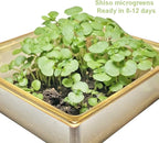 HipGirl Authentic Asian Gourmet Seed Bundle: Green Perilla Shiso (200ct) & Smooth Skin Bitter Melon (10-12ct) | Non-GMO Heirloom Seeds for Summer Gardening, Trellis, & Hydroponics