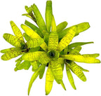 ragnaroc Live Plants – Bromeliad Neoregelia Tigrina, 8-12" in 6" Pot - 1ct - Live Arrival Guaranteed - House Plants for Home Decor & Gift