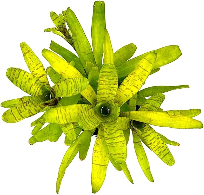 ragnaroc Live Plants – Bromeliad Neoregelia Tigrina, 8-12" in 6" Pot - 1ct - Live Arrival Guaranteed - House Plants for Home Decor & Gift