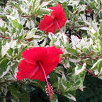 3 Hardy Hibiscus Plants Live, Well Rooted Hibiscus Flower 4-7'' Tall, Flowering Shrub for Garden or Containers Planting (Variegated Red)