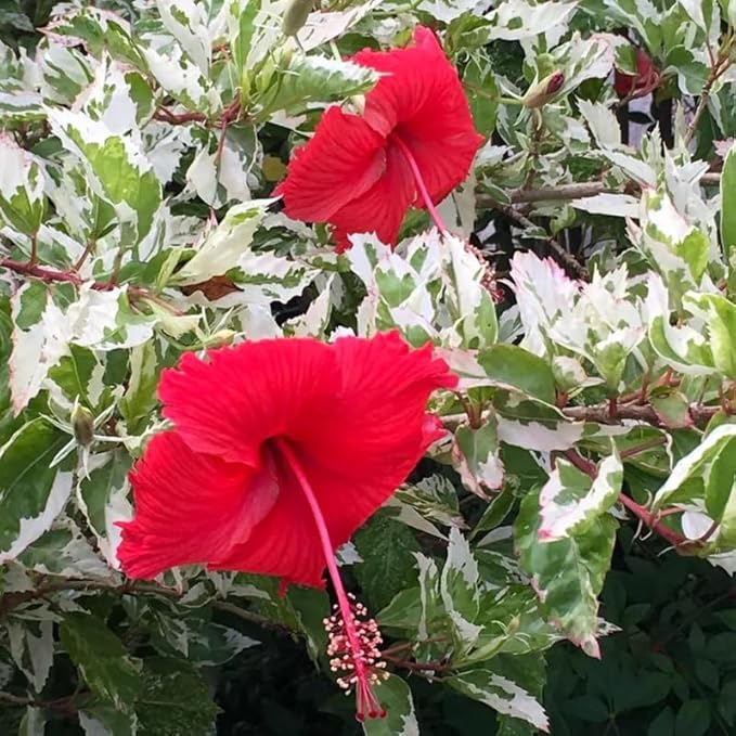 3 Hardy Hibiscus Plants Live, Well Rooted Hibiscus Flower 4-7'' Tall, Flowering Shrub for Garden or Containers Planting (Variegated Red)