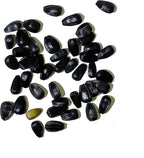 Seed Needs Procut Red Sunflower Seeds for Planting Burgundy Sunflowers - F1 Hybrid Flowers Great for Cutting in Bouquets & Floral Arrangements (5 Packs)
