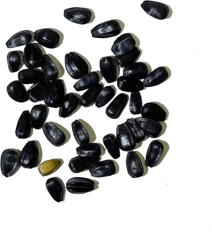 Seed Needs Procut Red Sunflower Seeds for Planting Burgundy Sunflowers - F1 Hybrid Flowers Great for Cutting in Bouquets & Floral Arrangements (1 Pack)
