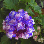 10+ Violet Double Hardy Geranium Seeds for Planting Outdoor-Rare Perennial Cranesbill Geraniums Seeds Flower Non-GMO Heirloom for Garden Home Attract Pollinators