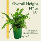 Macho Fern Plant - Live Sword Fern - Easy Care Plant - 14" to 18" Overall Height - 1 Gallon Planter - Tropical Plants of Florida