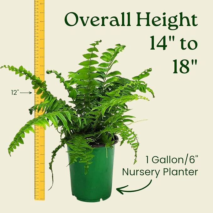 Macho Fern Plant - Live Sword Fern - Easy Care Plant - 14" to 18" Overall Height - 1 Gallon Planter - Tropical Plants of Florida