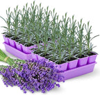 4 Lavender Plants Live Starter Plants 4-6" in Tall, Hardy Perennial Lavender for Garden and Landscape with Fragrant Purple Blooms, No Pot (Pink-Purple)