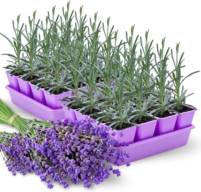 4 Lavender Plants Live Starter Plants 4-6" in Tall, Hardy Perennial Lavender for Garden and Landscape with Fragrant Purple Blooms, No Pot (Pink-Purple)
