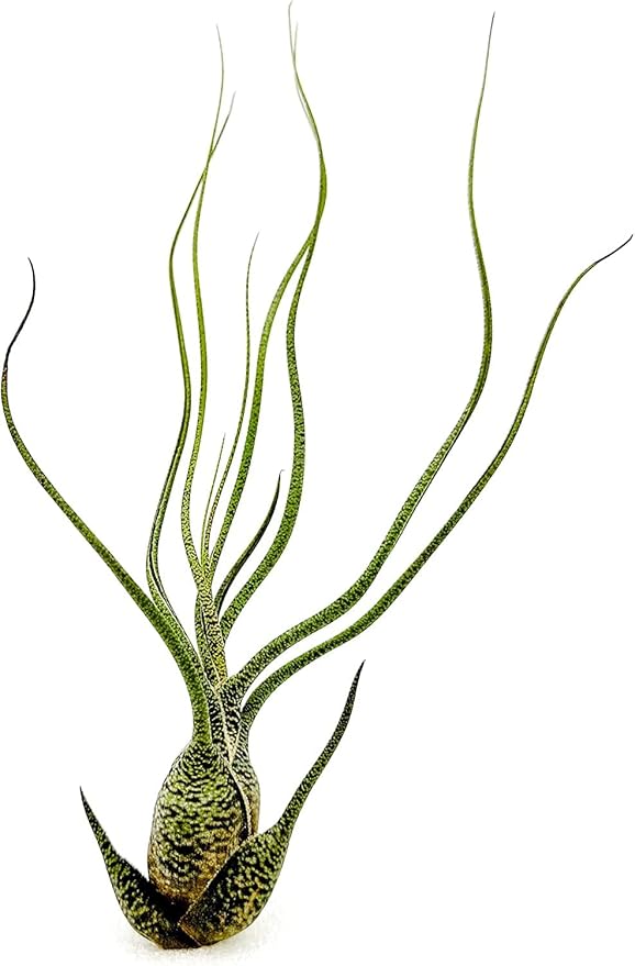 ragnaroc Live Air Plants - Tillandsia Butzii, Jumbo 7-9" - 5ct - Live Arrival Guaranteed - House Plants for Home Decor & Gift
