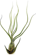 ragnaroc Live Air Plants - Tillandsia Butzii, Jumbo 7-9" - 5ct - Live Arrival Guaranteed - House Plants for Home Decor & Gift