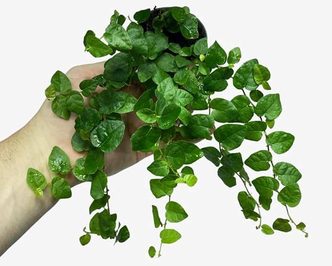 Green Pumila Ficus Tree - 4 Live Starter Plants in 2 Inch Pots - Stunning Easy Care Interior Houseplant
