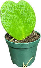 Hoya Kerrii Heart Succulent Plant in a 1.5 inch Pot, Live Indoor Low Light Air Purifying, Easy-Care House Plant