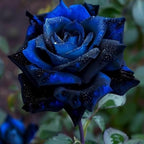 48+ Rose Seeds for Planting Outdoors,Rare Rose Seeds,Roses Seed Blooms, Gothic & Elegant Heirloom Variety for Dramatic Gardens Home Outdoor