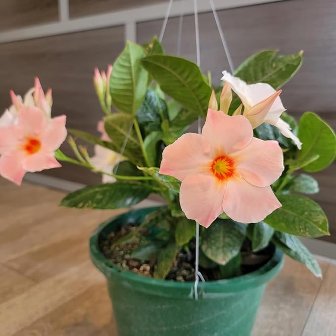 Mandevilla Plants (Giant Peach, 12" Hanging Basket)