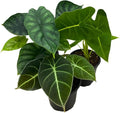 BubbleBlooms Jewel Alocasia Assortment, 3 Different Alocasias in 4 inch pots Grower's Choice