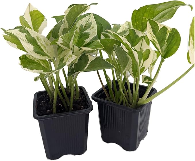 N Joy Pothos - Epipremnum aureum - 2 Plants 3" Pots - Good in Low Light