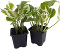 N Joy Pothos - Epipremnum aureum - 2 Plants 3" Pots - Good in Low Light