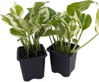 N Joy Pothos - Epipremnum aureum - 2 Plants 3" Pots - Good in Low Light