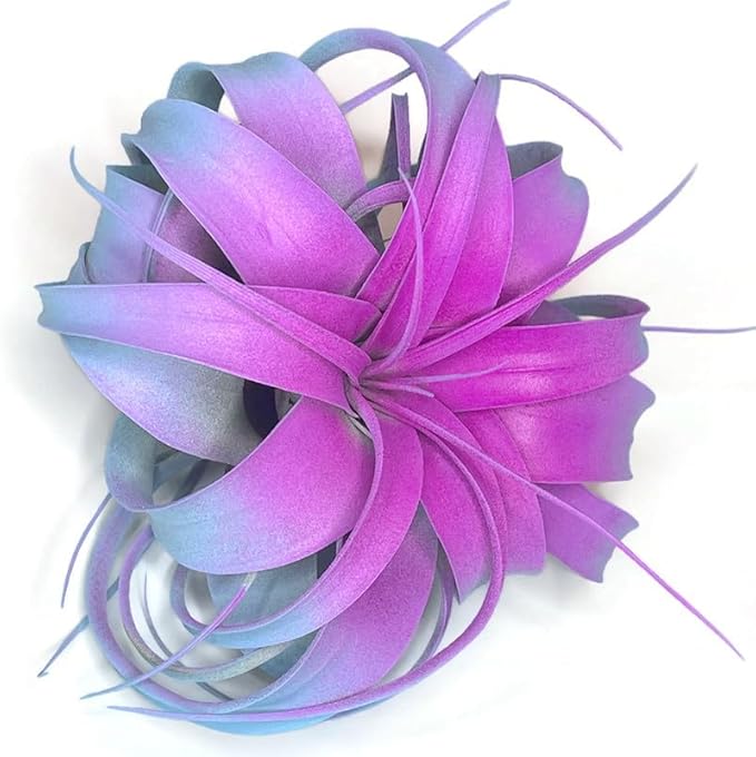 XL Xerographica Colored Air Plant, Live Tillandsia House Plant, Easy Care Indoor Outdoor, Great Gift, Healthy Arrival Guaranteed (Rainbow #2)
